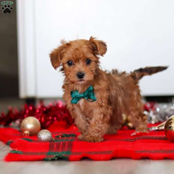 Archie, Yorkie Poo Puppy